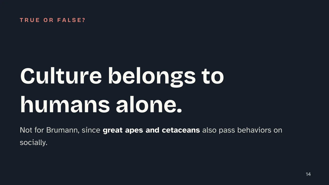 Slide 14 of the presentation on Definition of Culture in Anthropology, from Tylor to Geertz: Culture belongs to humans alone.