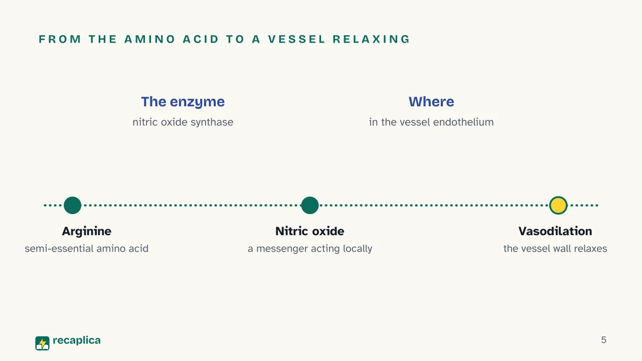 Slide 5 of the presentation on Arginine: From the amino acid to a vessel relaxing