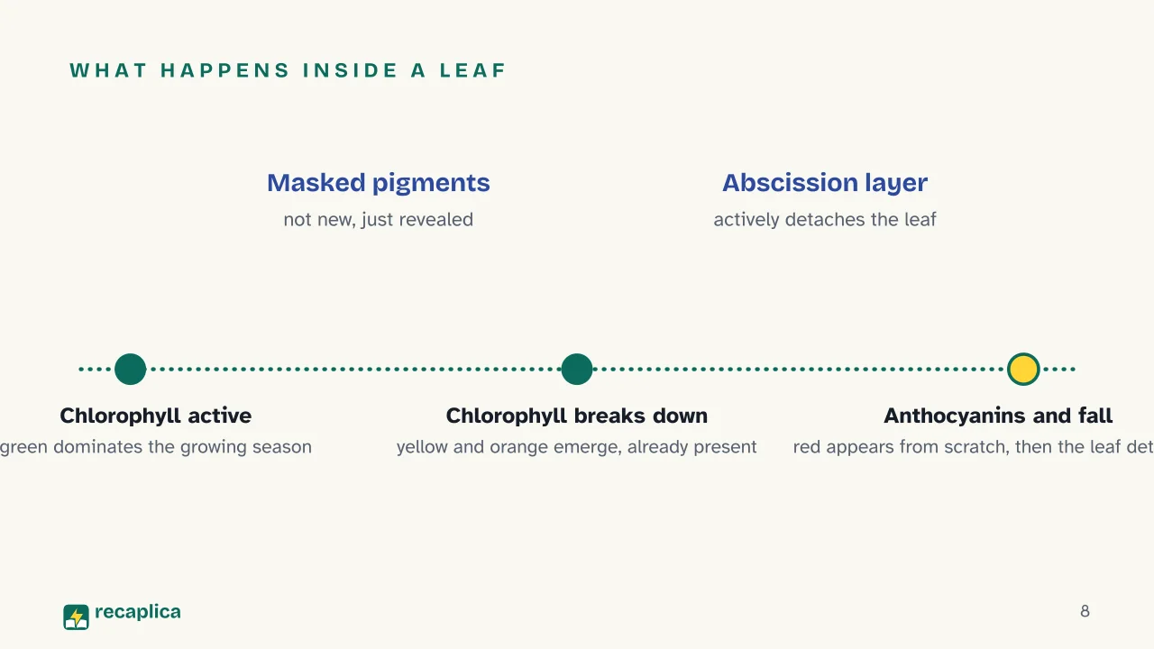 Slide 8 of the presentation on Autumn: What happens inside a leaf