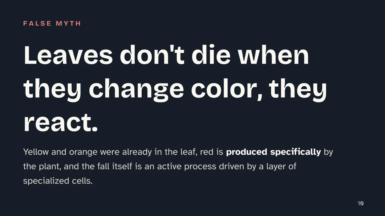 Slide 10 of the presentation on Autumn: Leaves don't die when they change color, they react.