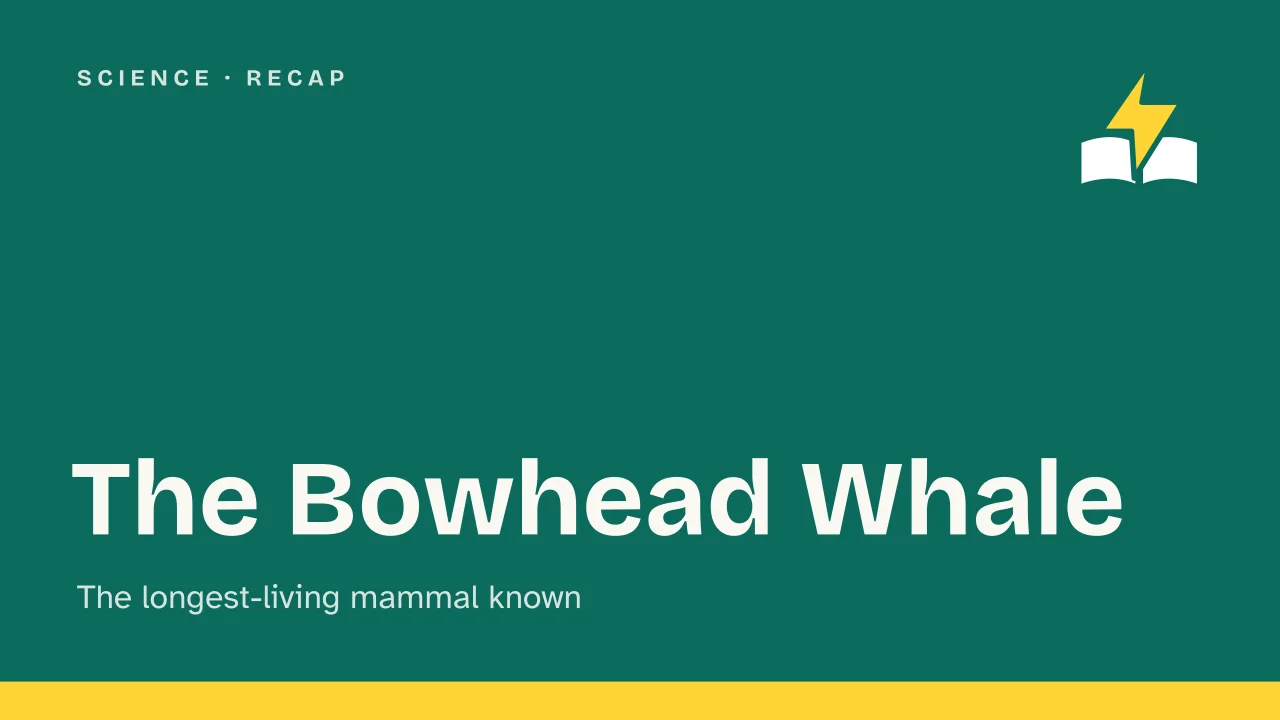 Slide 1 of the presentation on Bowhead Whale: The Bowhead Whale
