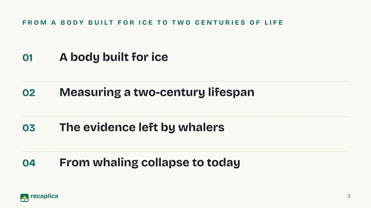 Slide 3 of the presentation on Bowhead Whale: From a body built for ice to two centuries of life