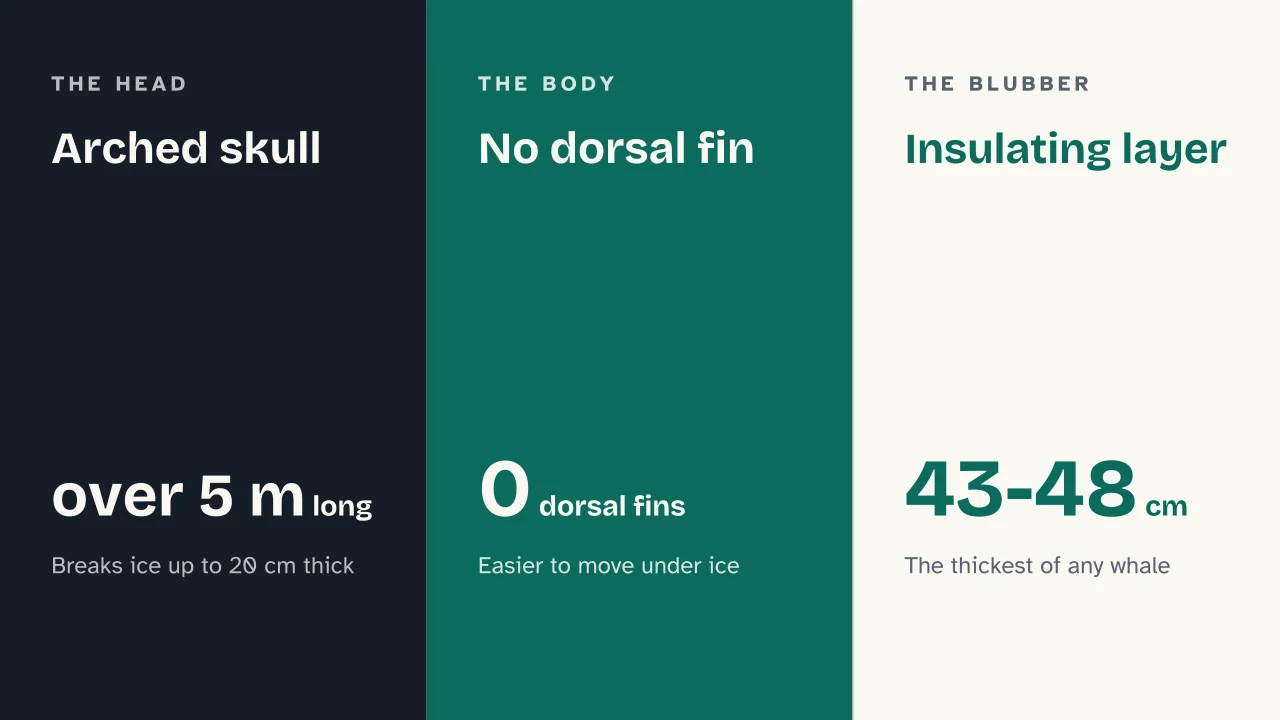 Slide 6 of the presentation on Bowhead Whale: Arched skull · No dorsal fin · Insulating layer