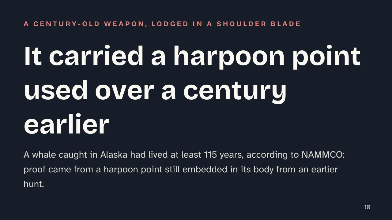 Slide 10 of the presentation on Bowhead Whale: It carried a harpoon point used over a century earlier