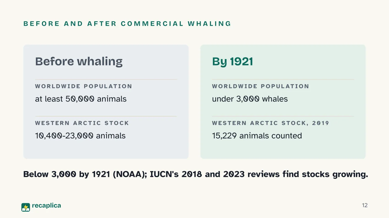 Slide 12 of the presentation on Bowhead Whale: Before and after commercial whaling