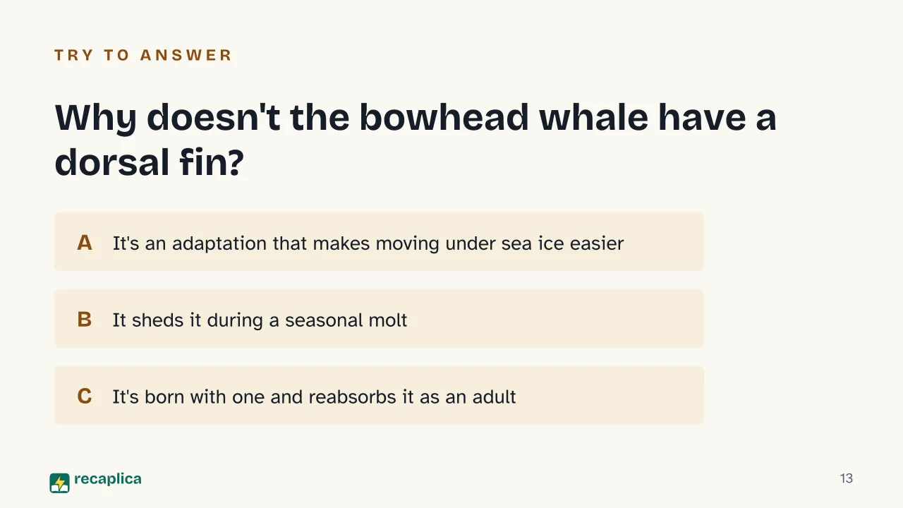 Slide 13 of the presentation on Bowhead Whale: Why doesn't the bowhead whale have a dorsal fin?