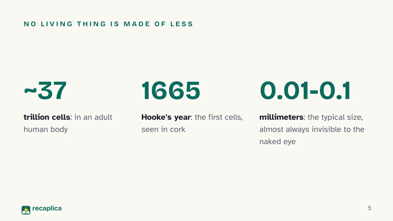 Slide 5 of the presentation on The cell: No living thing is made of less