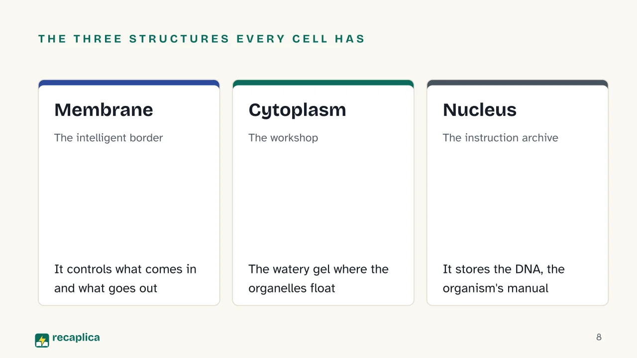 Slide 8 of the presentation on The cell: The three structures every cell has: Membrane, Cytoplasm, Nucleus