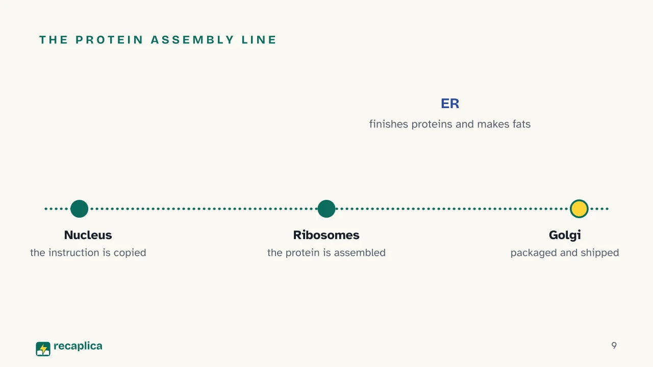 Slide 9 of the presentation on The cell: The protein assembly line