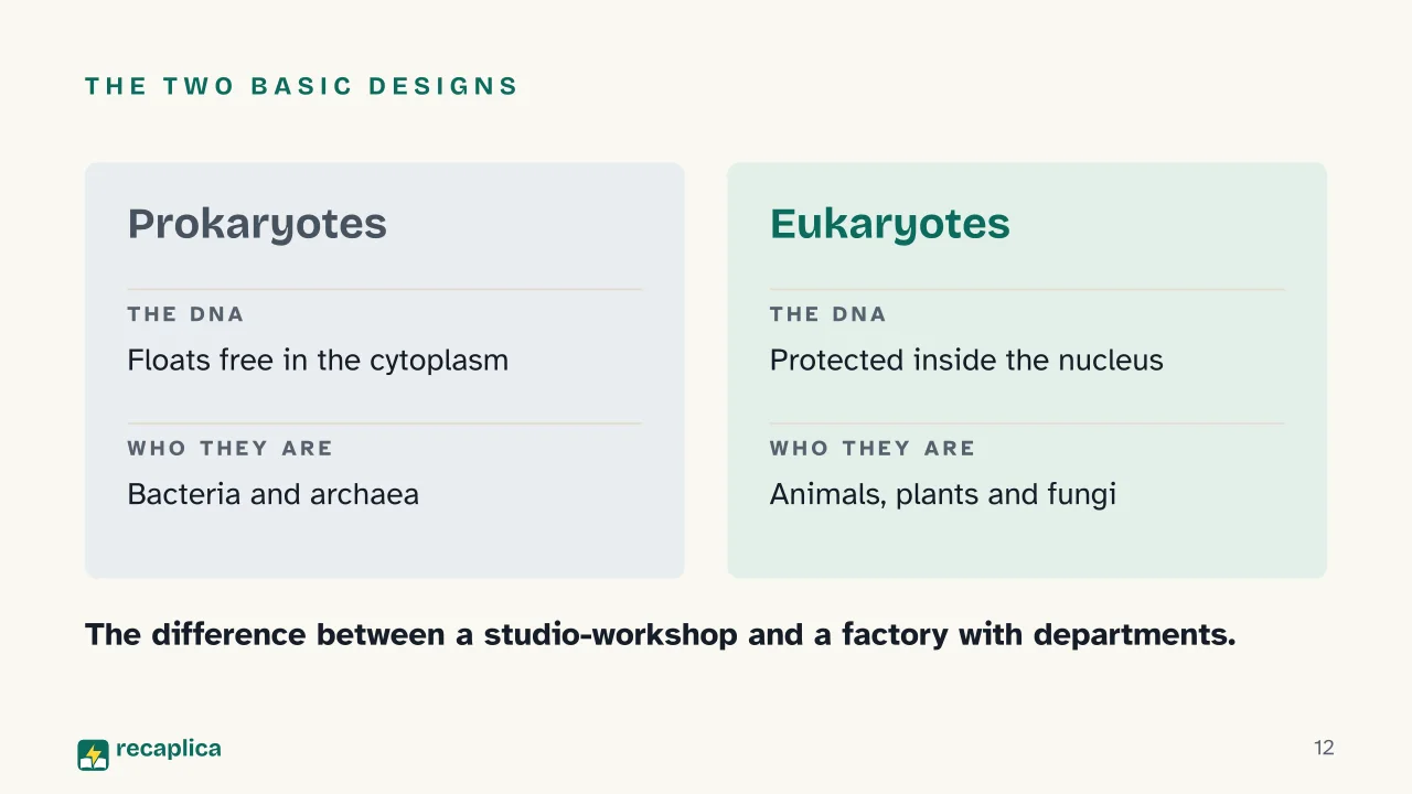 Slide 12 of the presentation on The cell: The two basic designs