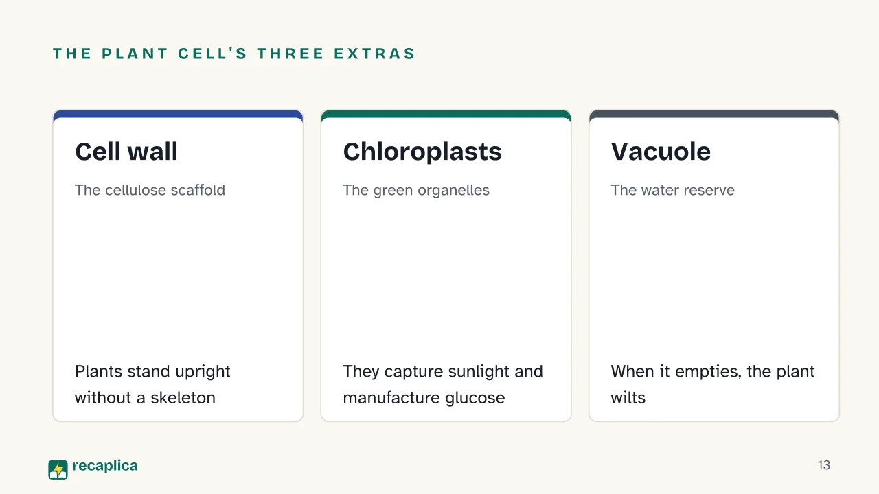 Slide 13 of the presentation on The cell: The plant cell's three extras: Cell wall, Chloroplasts, Vacuole