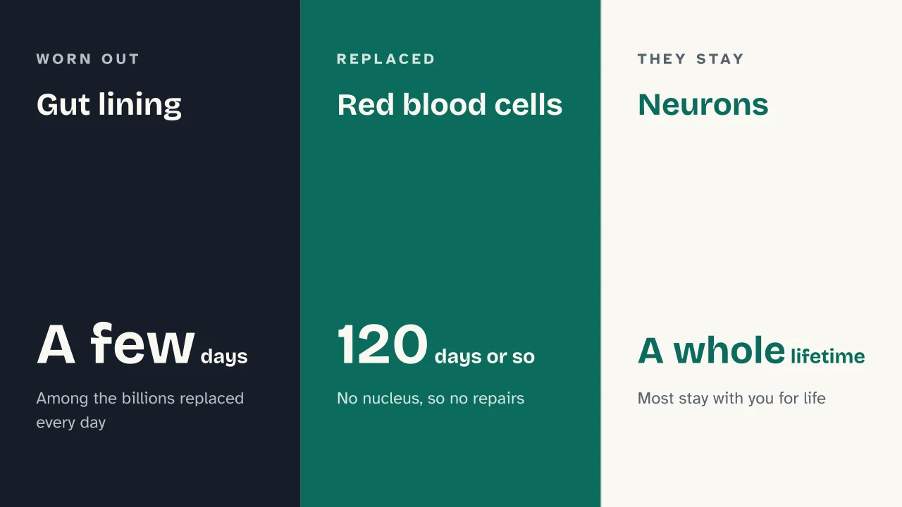 Slide 15 of the presentation on The cell: Gut lining · Red blood cells · Neurons