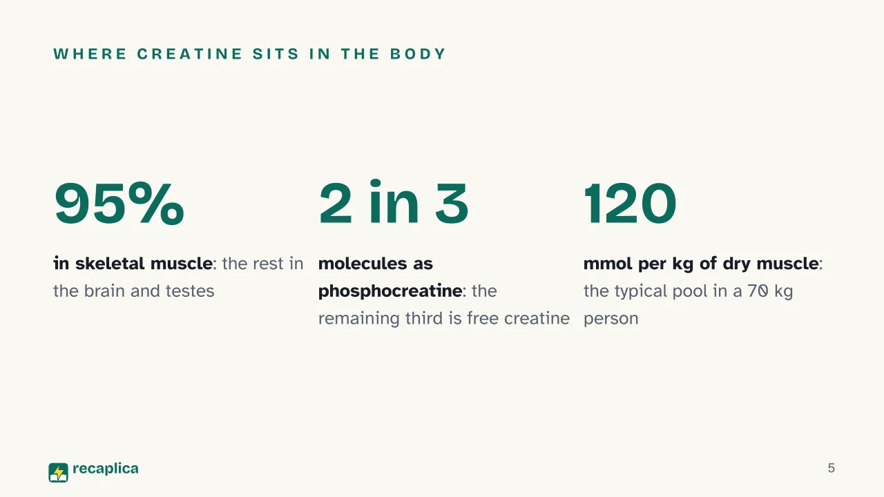 Slide 5 of the presentation on Creatine: Where creatine sits in the body