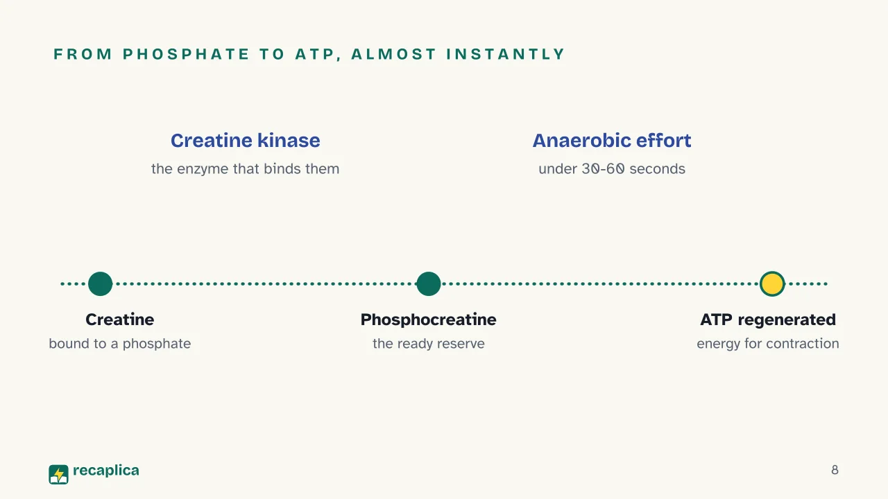Slide 8 of the presentation on Creatine: From phosphate to ATP, almost instantly