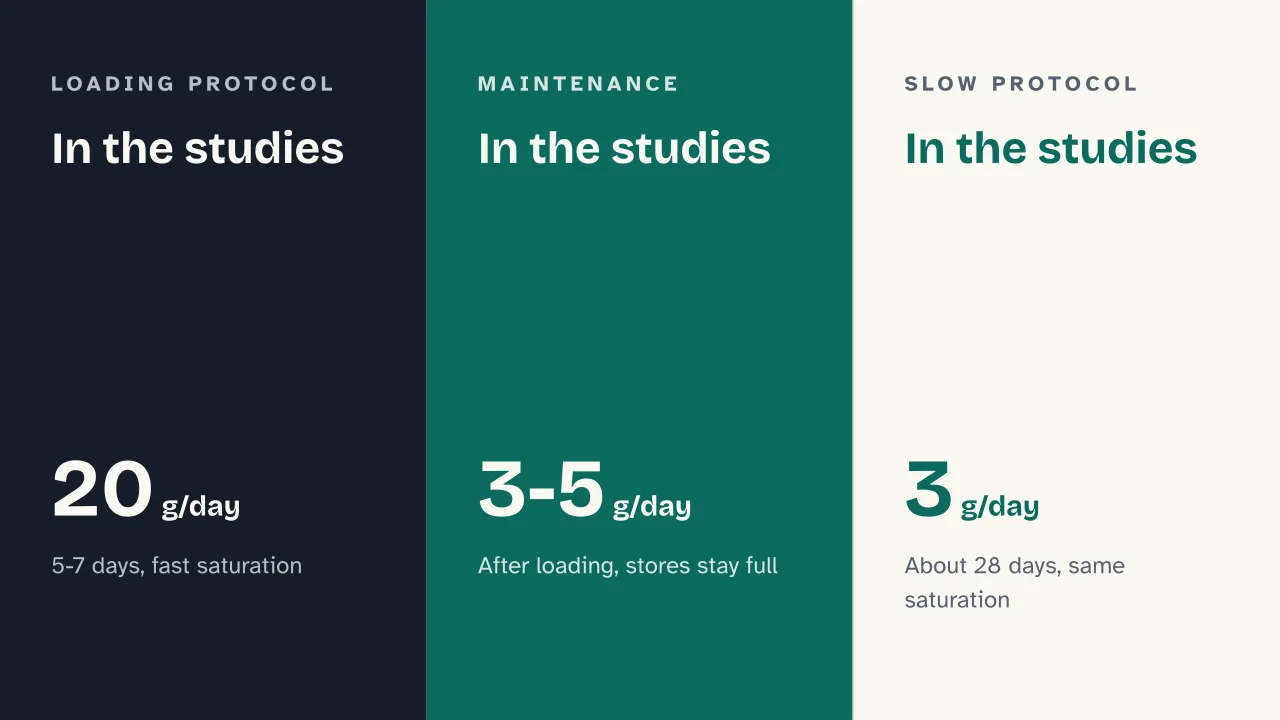 Slide 11 of the presentation on Creatine: In the studies · In the studies · In the studies