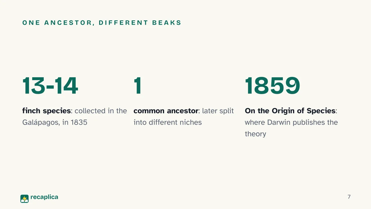 Slide 7 of the presentation on Darwin's Theory of Evolution: One ancestor, different beaks