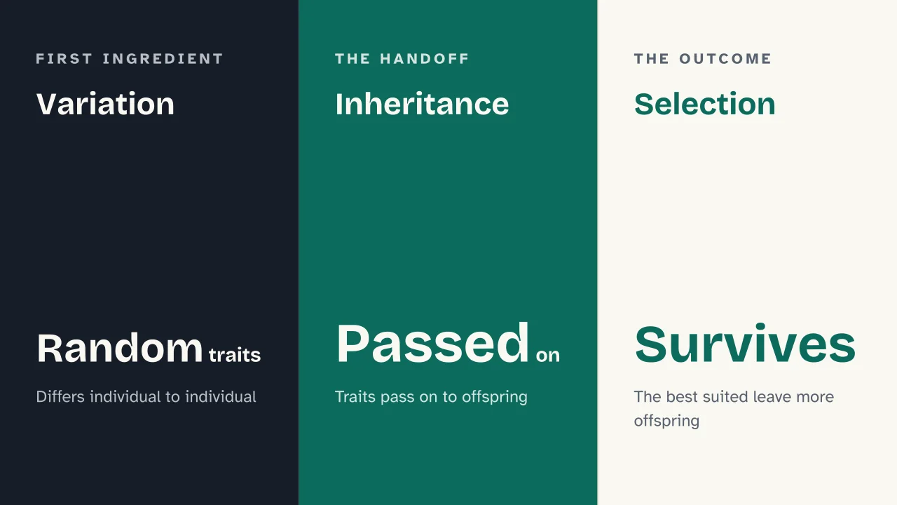 Slide 8 of the presentation on Darwin's Theory of Evolution: Variation · Inheritance · Selection