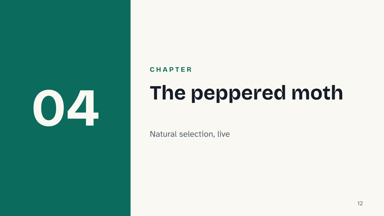 Slide 12 of the presentation on Darwin's Theory of Evolution: Chapter 04: The peppered moth