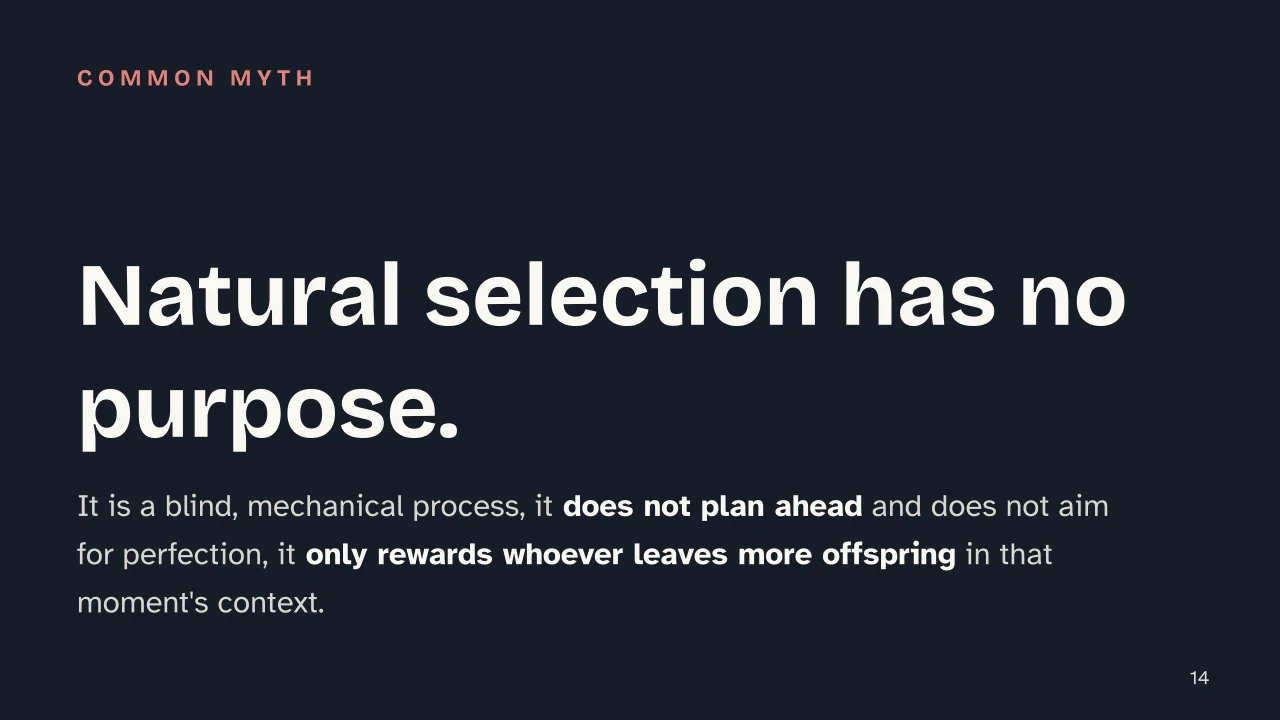 Slide 14 of the presentation on Darwin's Theory of Evolution: Natural selection has no purpose.