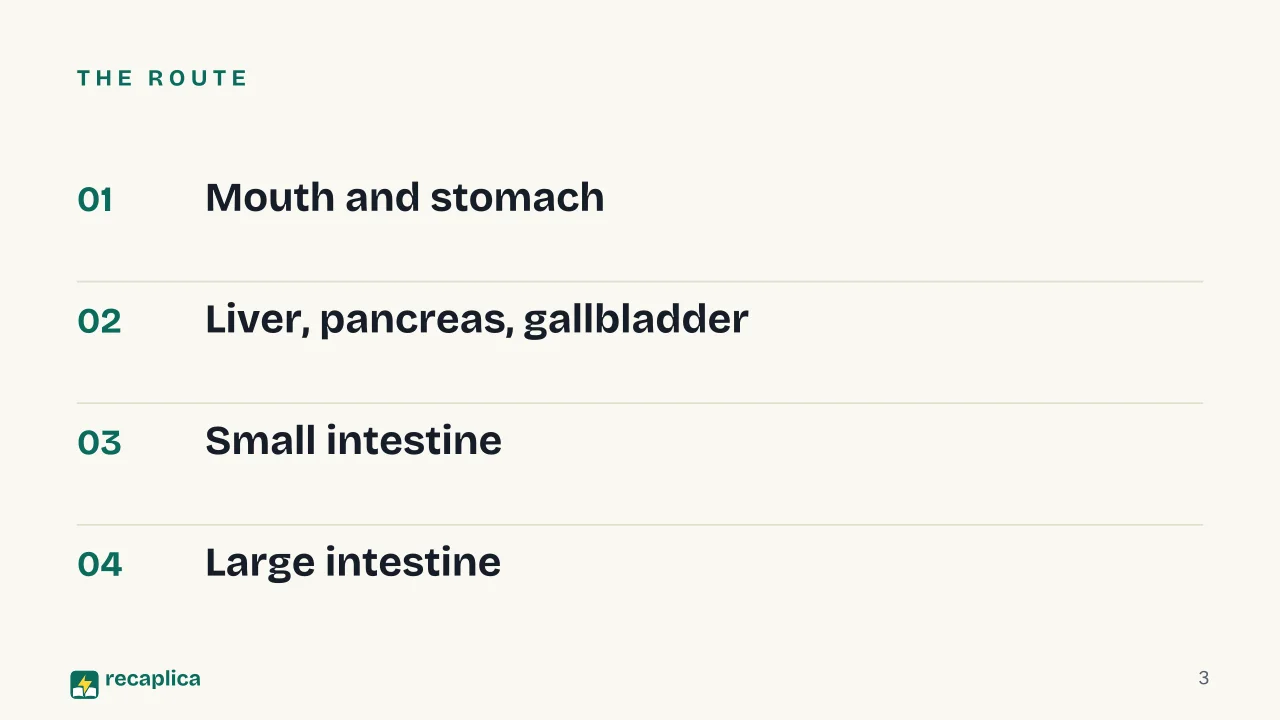 Slide 3 of the presentation on Digestive System: The route