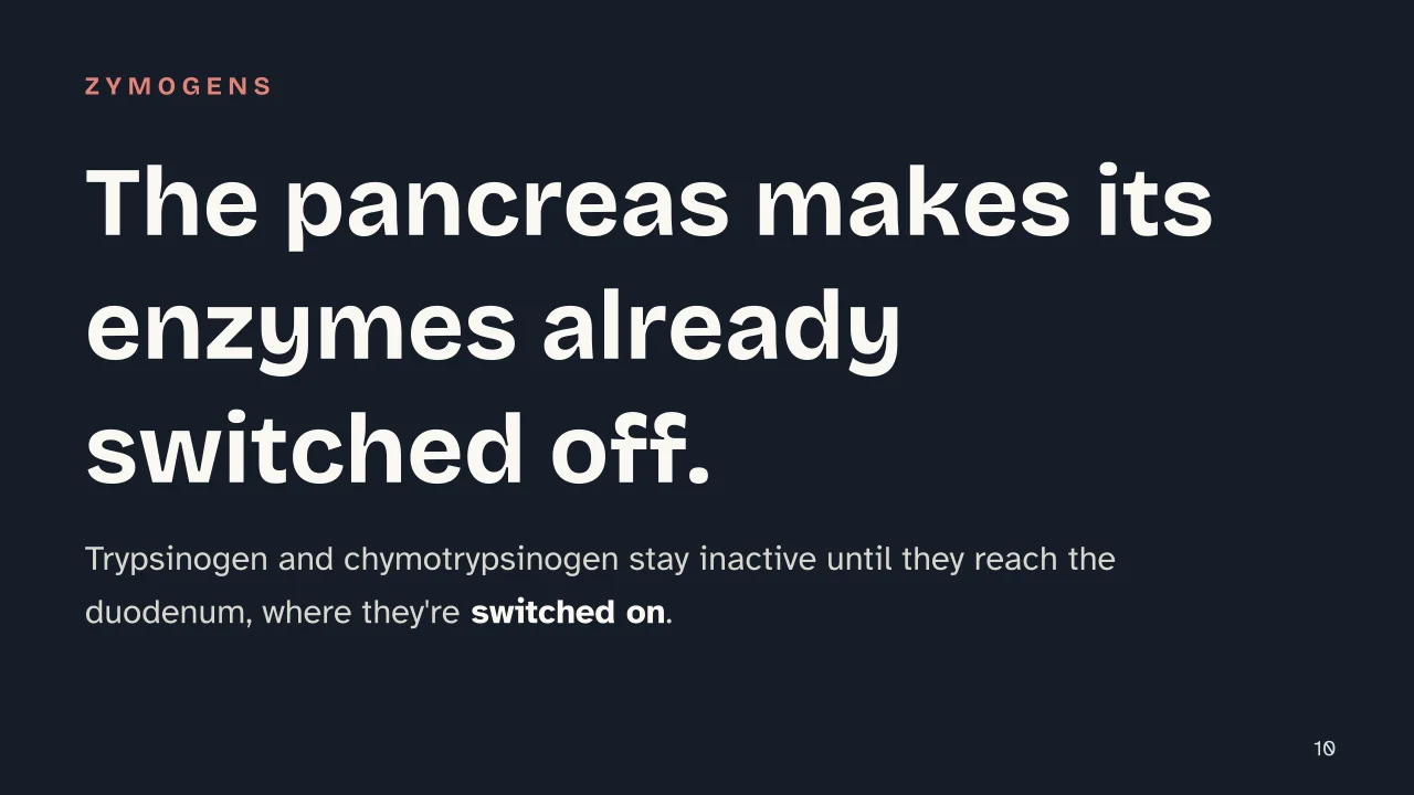 Slide 10 of the presentation on Digestive System: The pancreas makes its enzymes already switched off.