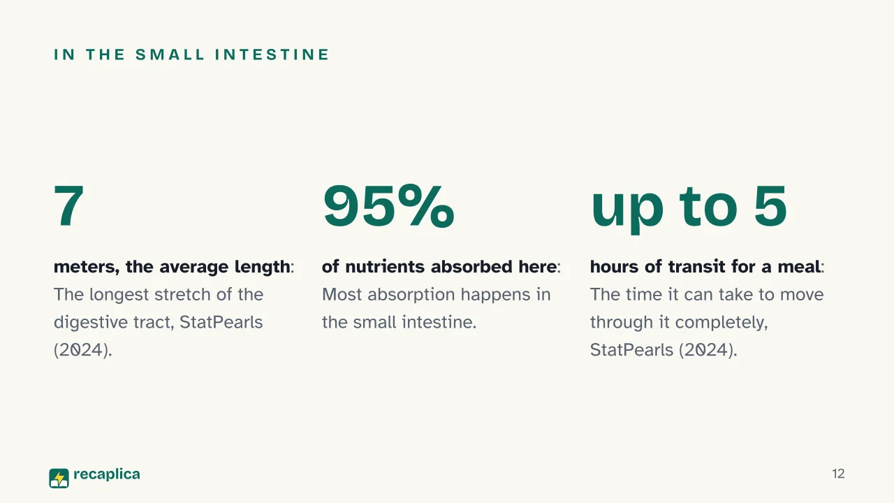 Slide 12 of the presentation on Digestive System: In the small intestine