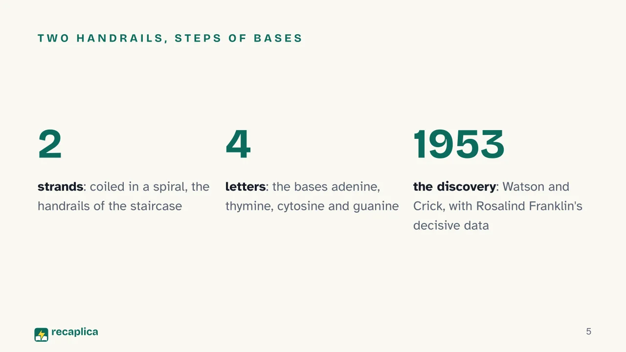 Slide 5 of the presentation on DNA: Two handrails, steps of bases