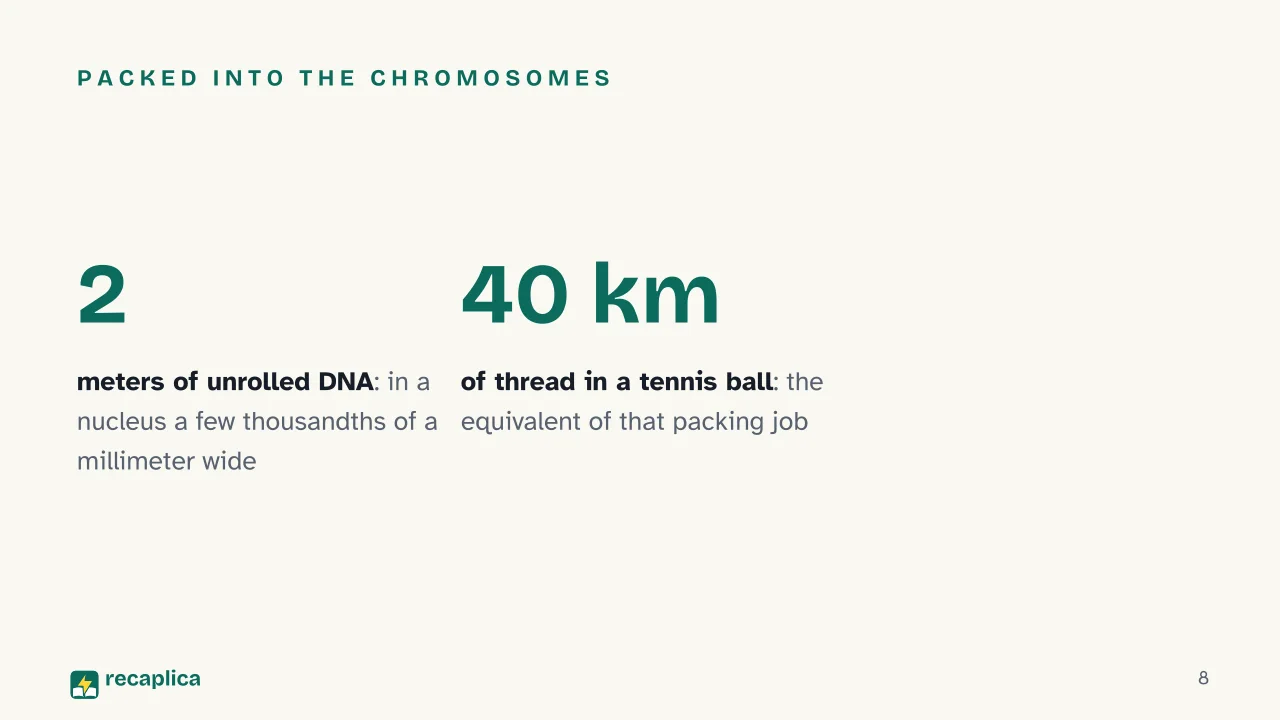 Slide 8 of the presentation on DNA: Packed into the chromosomes