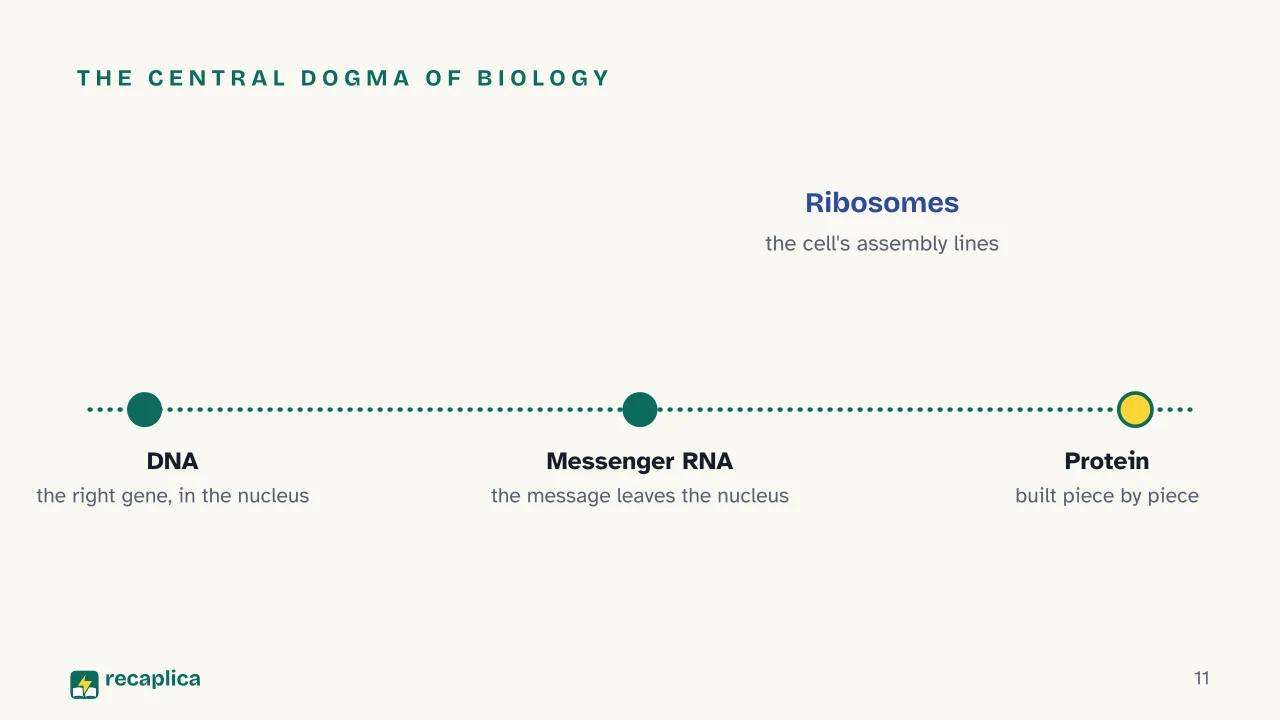 Slide 11 of the presentation on DNA: The central dogma of biology