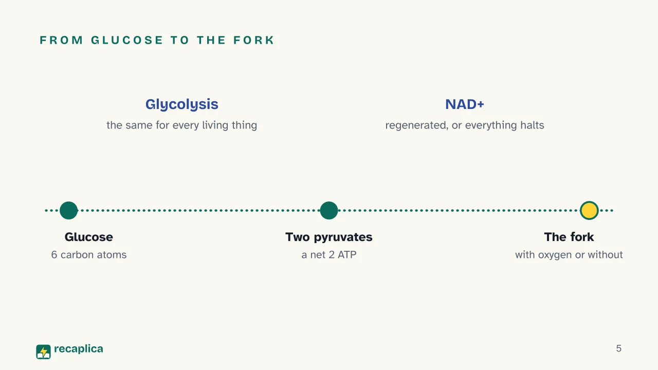 Slide 5 of the presentation on Fermentation: From glucose to the fork