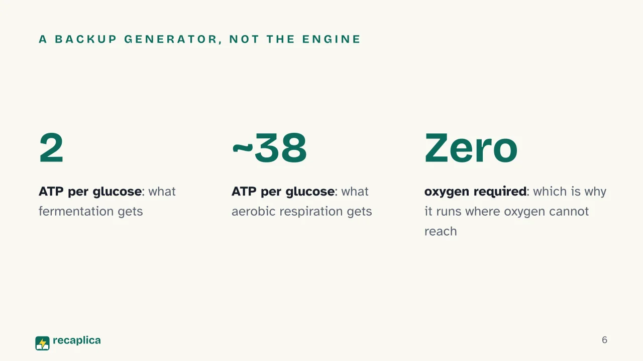 Slide 6 of the presentation on Fermentation: A backup generator, not the engine