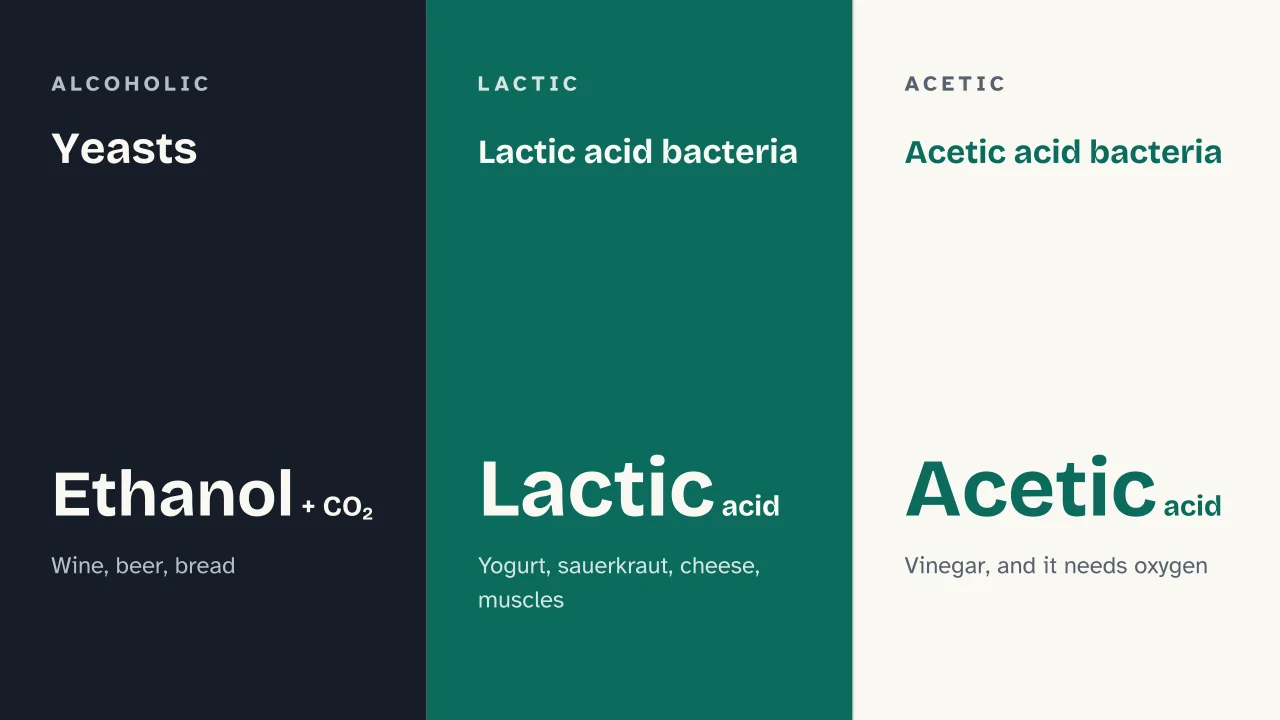 Slide 8 of the presentation on Fermentation: Yeasts · Lactic acid bacteria · Acetic acid bacteria
