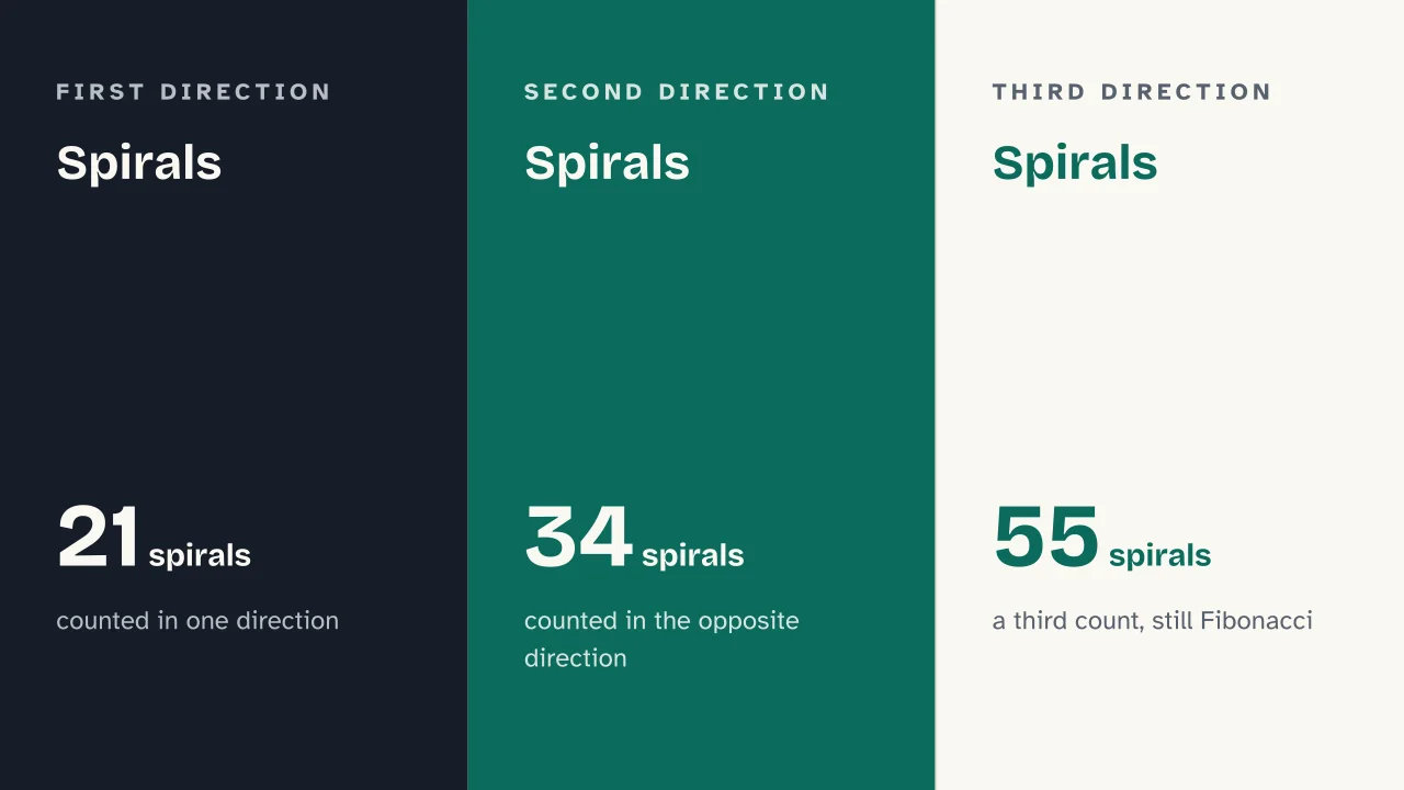 Slide 12 of the presentation on What Is the Fibonacci Sequence? The Formula and Where It Appears in Nature: Spirals · Spirals · Spirals