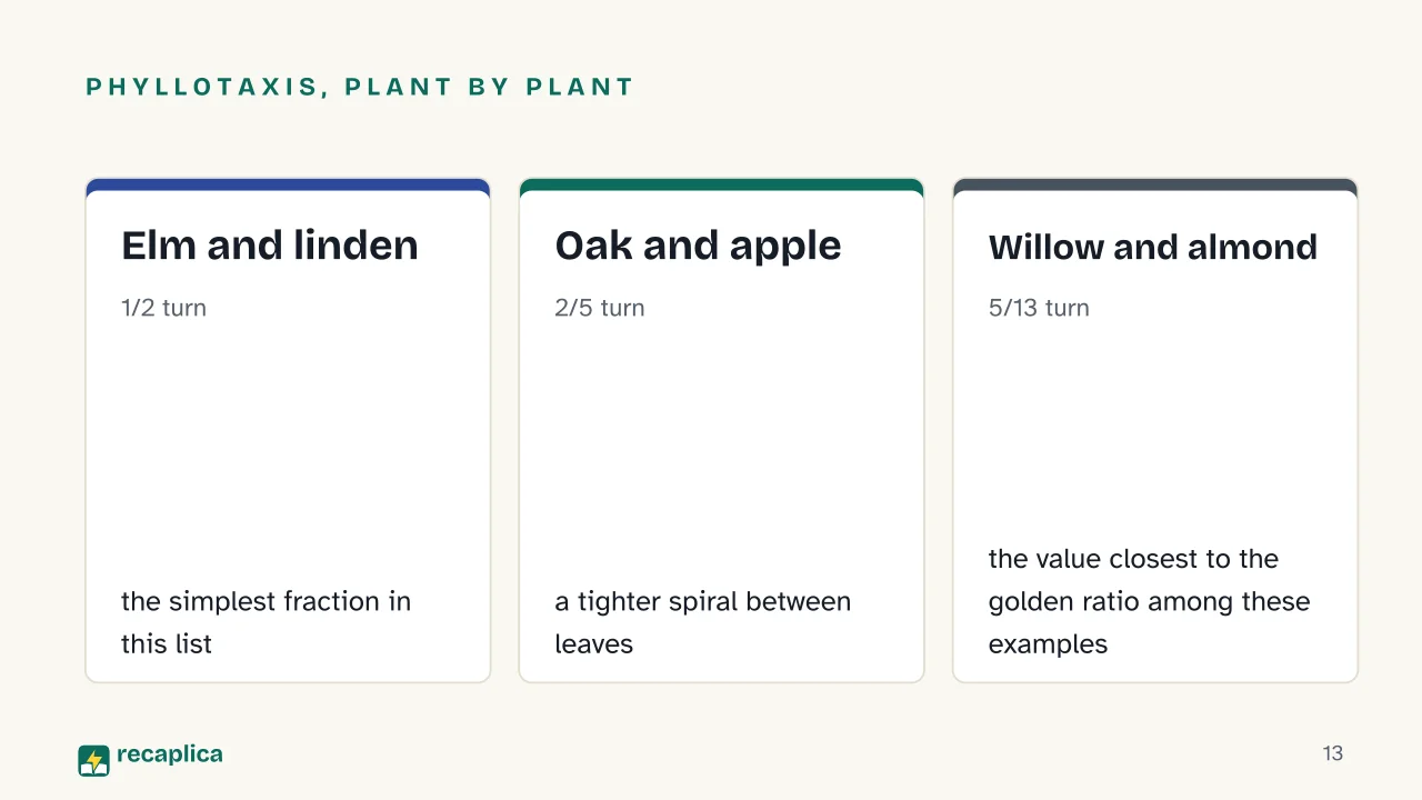 Slide 13 of the presentation on What Is the Fibonacci Sequence? The Formula and Where It Appears in Nature: Phyllotaxis, plant by plant: Elm and linden, Oak and apple, Willow and almond