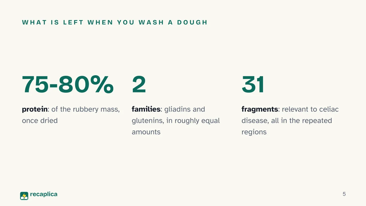 Slide 5 of the presentation on Gluten: What is left when you wash a dough