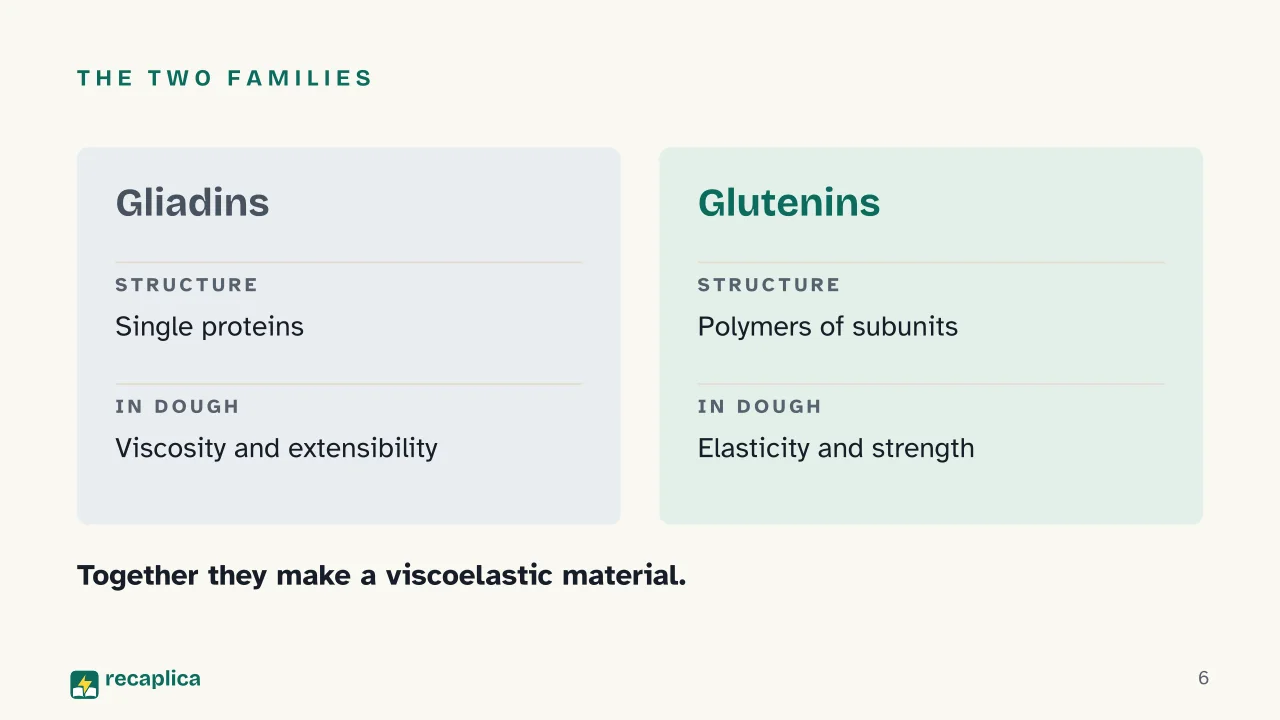 Slide 6 of the presentation on Gluten: The two families