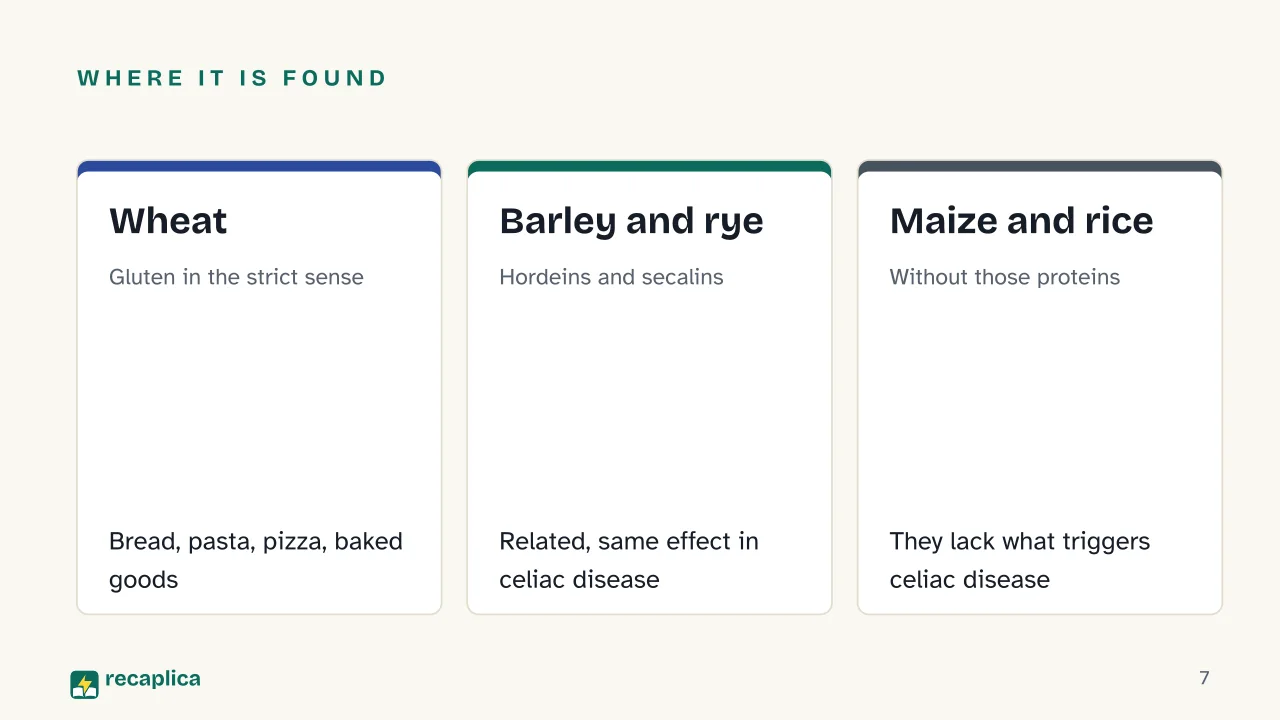 Slide 7 of the presentation on Gluten: Where it is found: Wheat, Barley and rye, Maize and rice