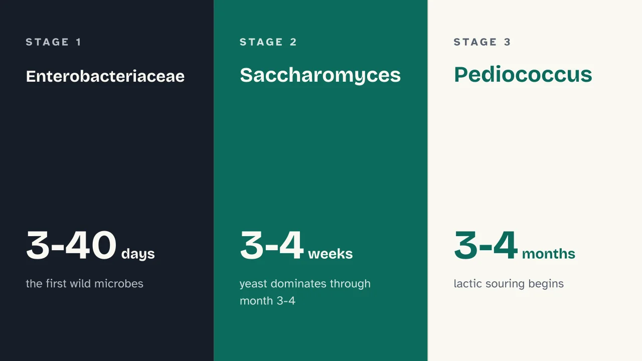 Slide 10 of the presentation on How Beer Is Made: Enterobacteriaceae · Saccharomyces · Pediococcus