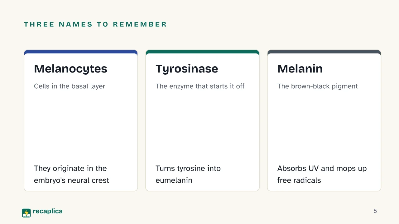 Slide 5 of the presentation on How Tanning Works: Three names to remember: Melanocytes, Tyrosinase, Melanin