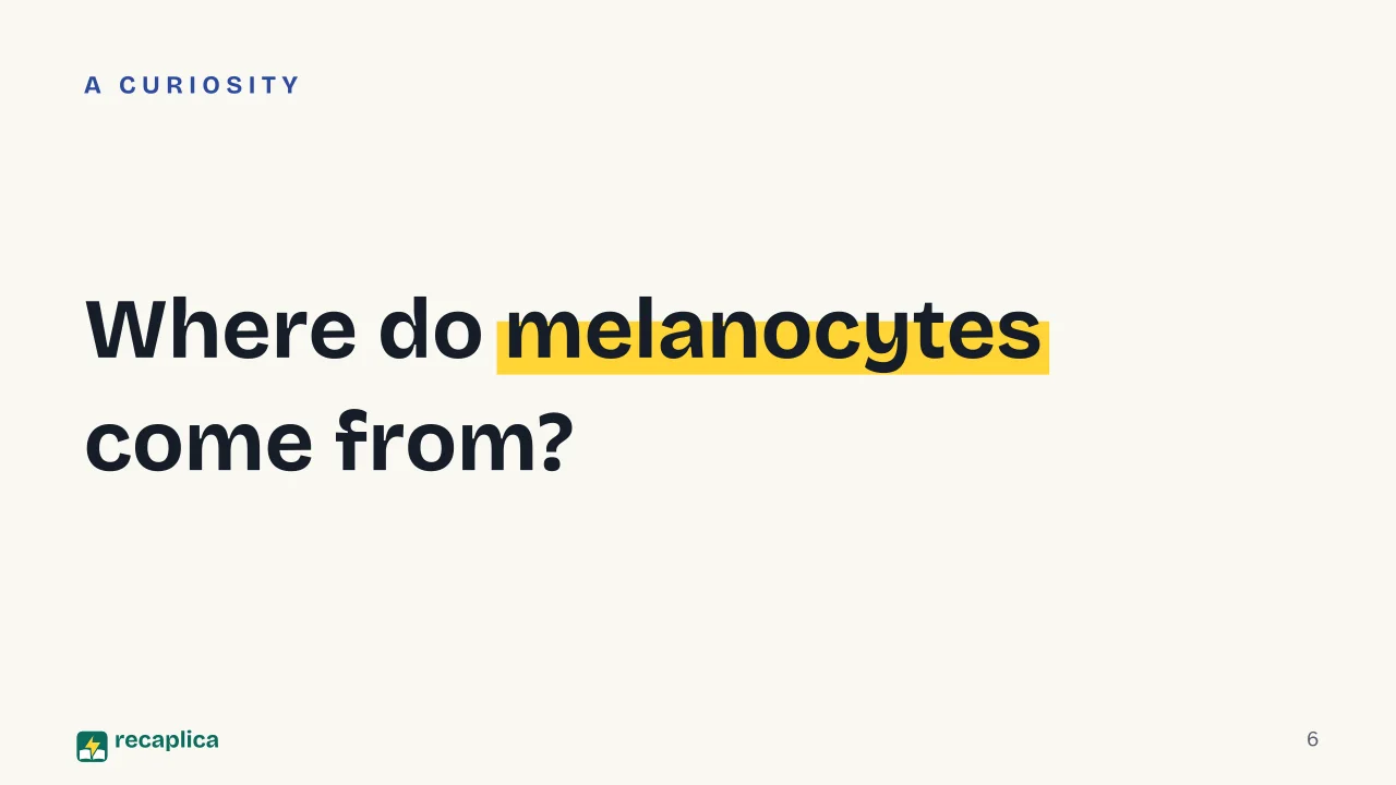 Slide 6 of the presentation on How Tanning Works: Where do melanocytes come from?