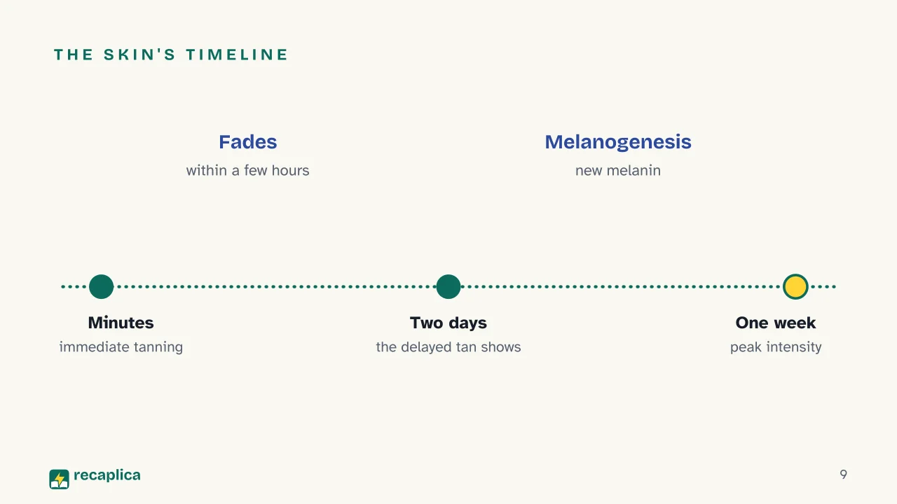 Slide 9 of the presentation on How Tanning Works: The skin's timeline