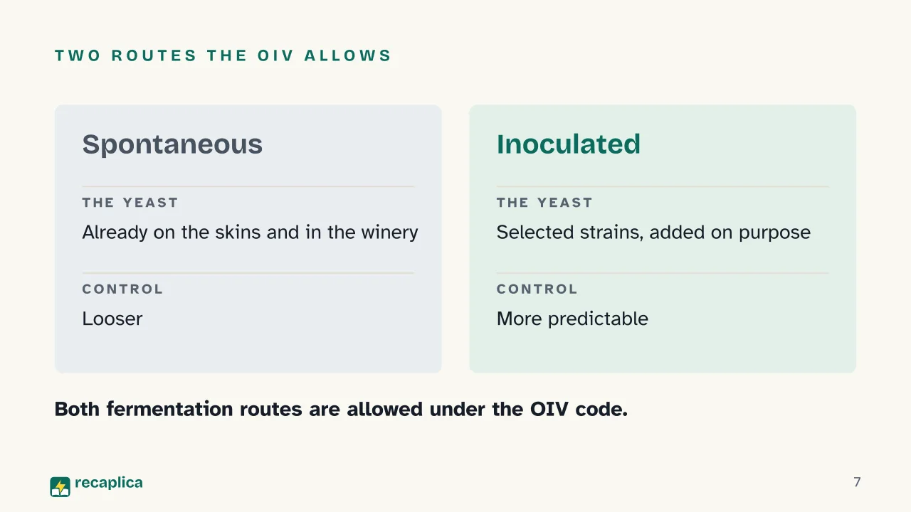 Slide 7 of the presentation on How Wine Is Made: Two routes the OIV allows