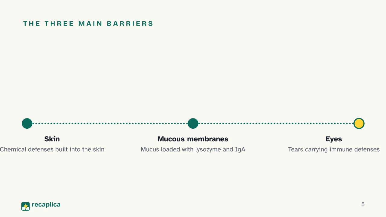 Slide 5 of the presentation on How the Immune System Works: The three main barriers