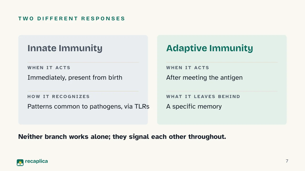 Slide 7 of the presentation on How the Immune System Works: Two different responses