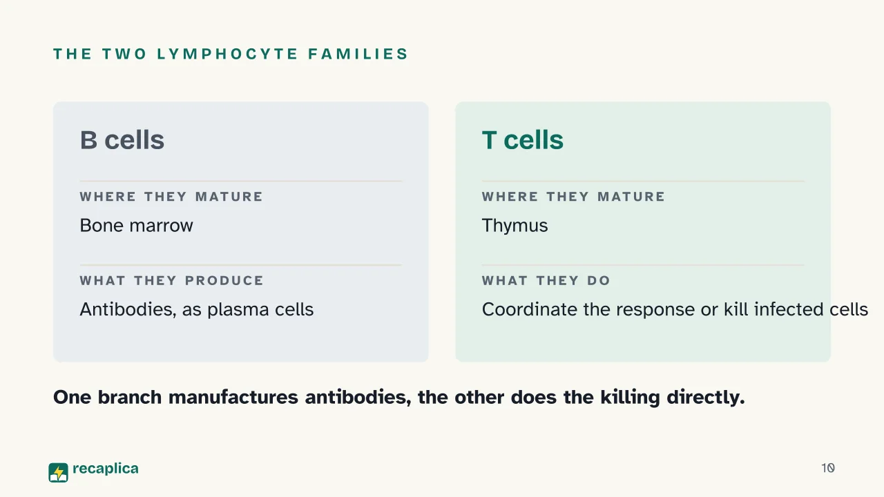 Slide 10 of the presentation on How the Immune System Works: The two lymphocyte families