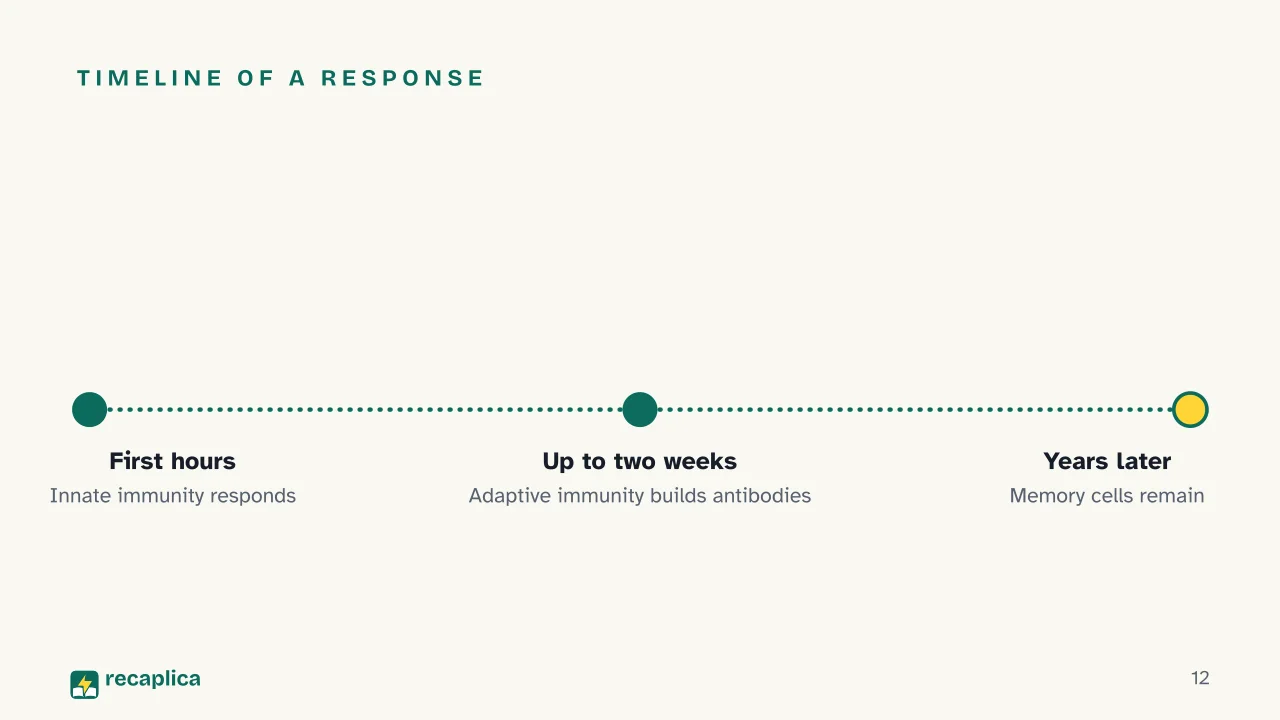 Slide 12 of the presentation on How the Immune System Works: Timeline of a response