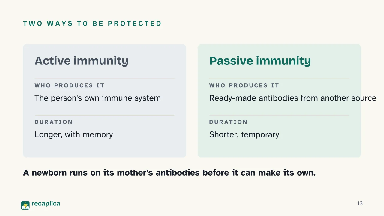 Slide 13 of the presentation on How the Immune System Works: Two ways to be protected