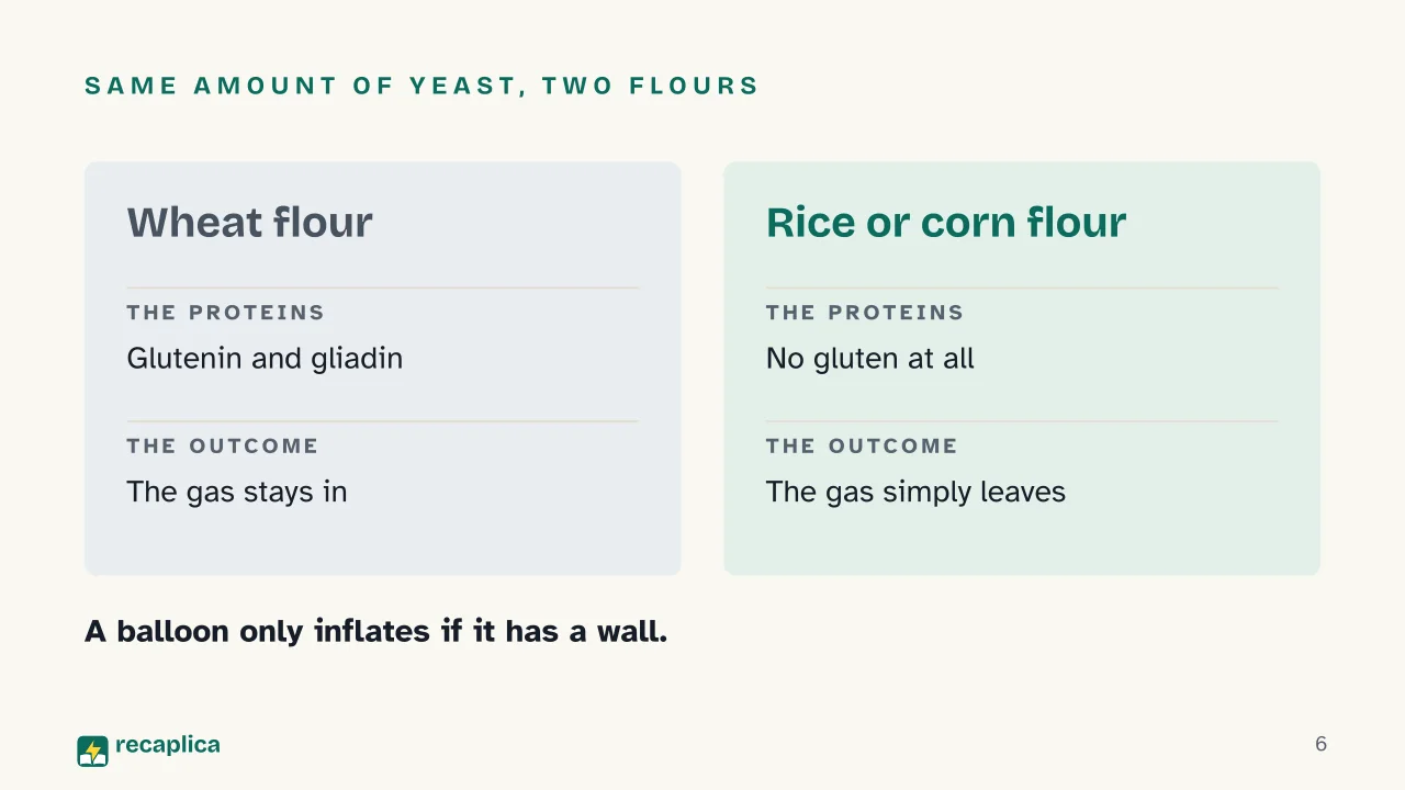 Slide 6 of the presentation on Leavening: Same amount of yeast, two flours