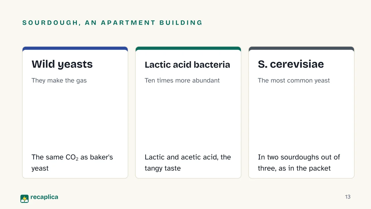 Slide 13 of the presentation on Leavening: Sourdough, an apartment building: Wild yeasts, Lactic acid bacteria, S. cerevisiae