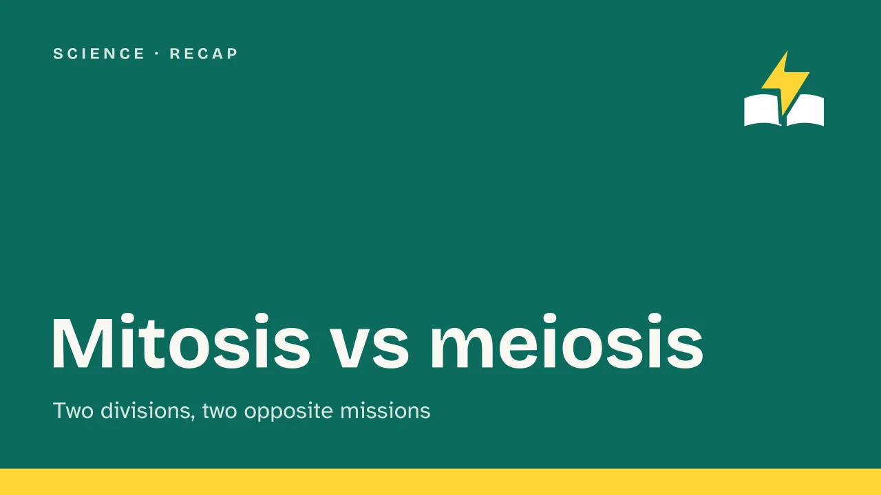 Slide 1 of the presentation on Mitosis vs Meiosis: Mitosis vs meiosis